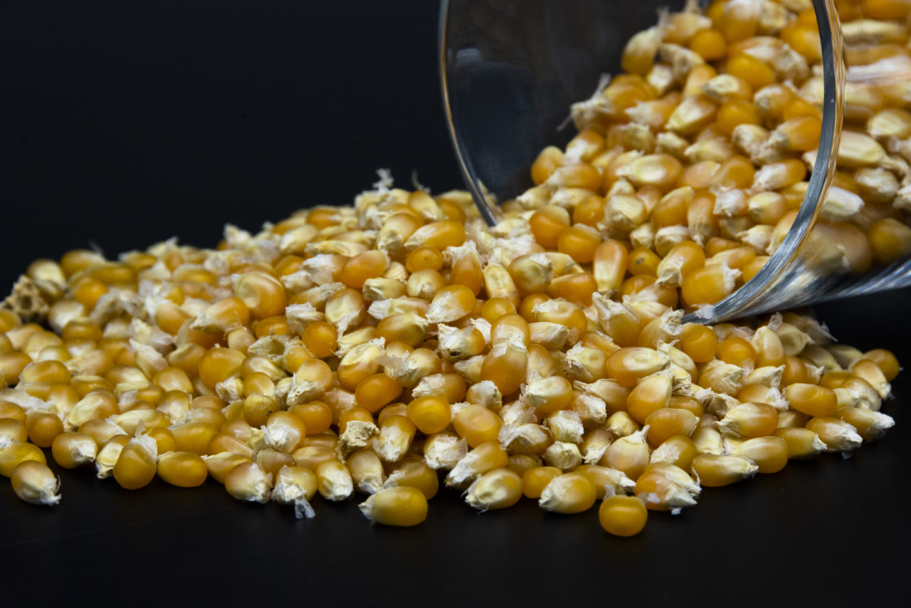 Maïs Popcorn local