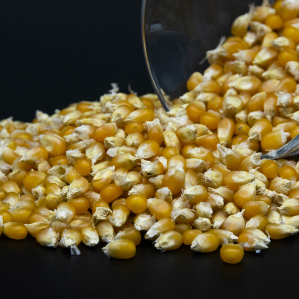 Maïs Popcorn local