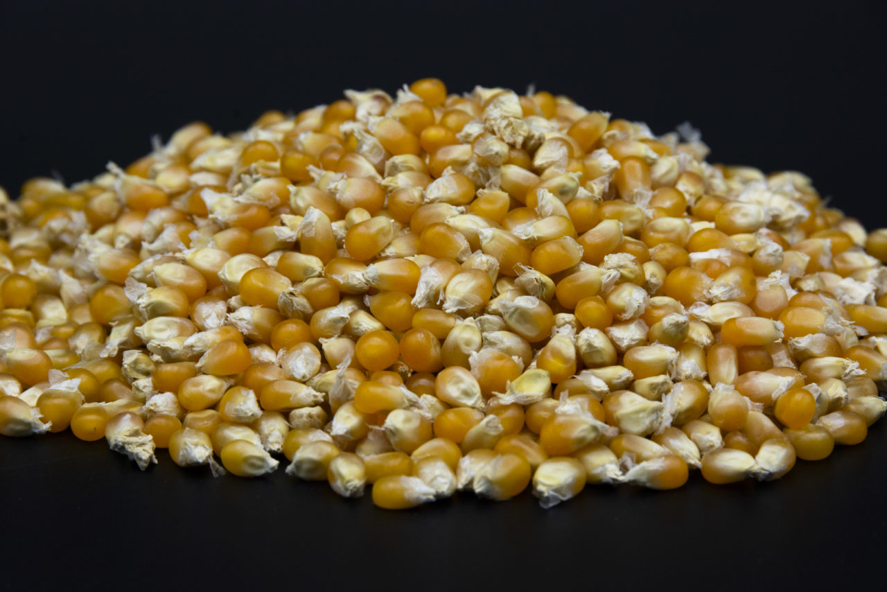 Maïs Popcorn local – Image 2