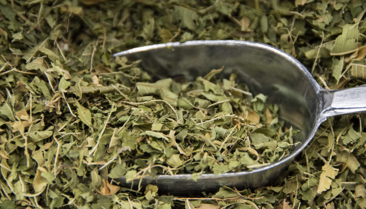 Verveine citronée